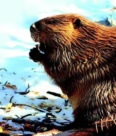 Les animaux du Canada