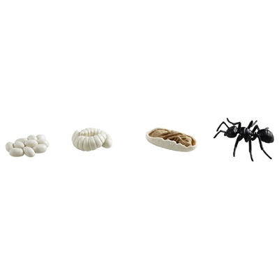 Cycle de vie : la fourmi