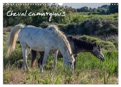Cheval camarguais (Calendrier mural 2026 DIN A3 vertical), CALVENDO calendrier mensuel : La beauté du cheval semi-sauvage