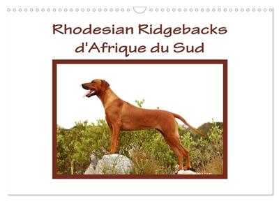 Rhodesian Ridgebacks...