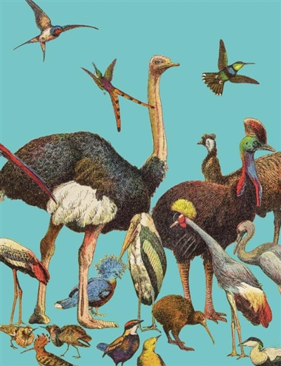 Oiseaux : leçons de choses...