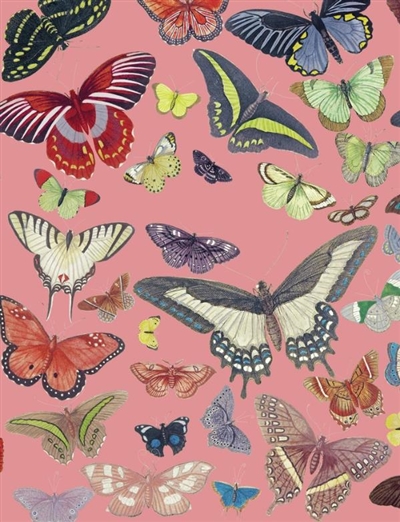 Papillons : galerie...