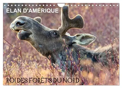 ELAN D'AMERIQUE : ROI DES FORETS DU NORD (Calendrier mural 2026 DIN A4 vertical), CALVENDO calendrier mensuel : Comme un roi dans son royaume, l’orignal d’Amérique domine par sa puissance et aucun autre animal ne viendra le déranger.
