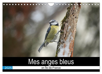 Mes anges bleus en Ile-de-France (Calendrier mural 2025 DIN A4 vertical), CALVENDO calendrier mensuel : La mésange bleue dans des postures improbables
