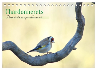 Chardonnerets : Portraits...