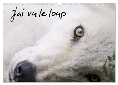 J'ai vu le loup (Calendrier mural 2025 DIN A3 vertical), CALVENDO calendrier mensuel : Loups gris et loups arctiques du Canada
