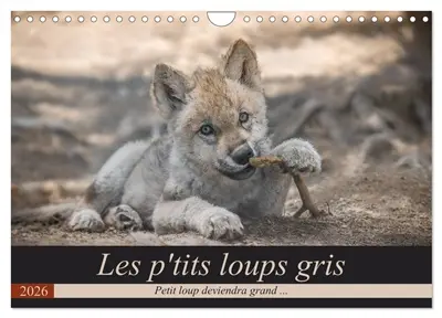 Les p'tits loups gris (Calendrier mural 2026 DIN A4 vertical), CALVENDO calendrier mensuel : Petit loup deviendra grand ...