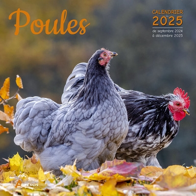 Poules : calendrier 2025 :...