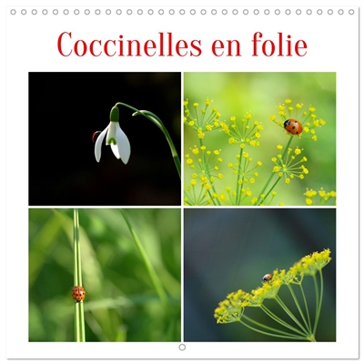 Coccinelles en folie...