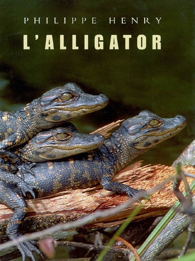 L'alligator