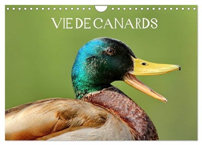 Vie de canards (Calendrier...