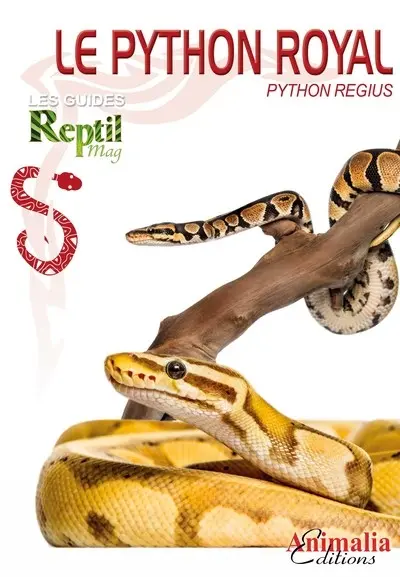 Le python royal : Python regius