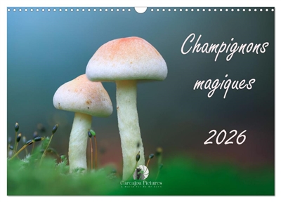 Champignons magiques (Calendrier mural 2026 DIN A3 vertical), CALVENDO calendrier mensuel : Un calendrier fascinant qui met en lumière, mois après mois, la diversité et la beauté mystérieuse des champignons.