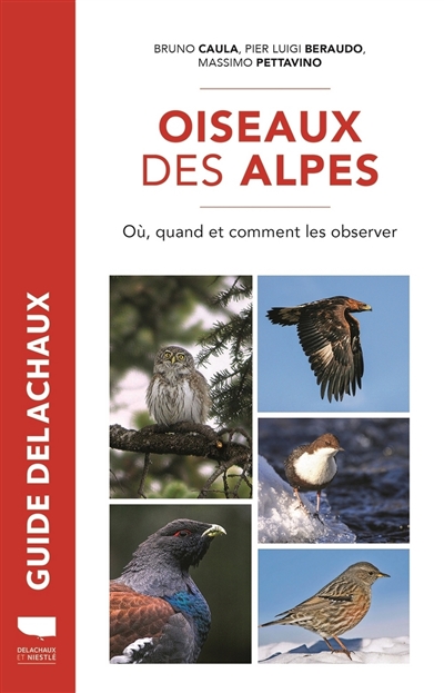 Oiseaux des Alpes : où, quand et comment les observer