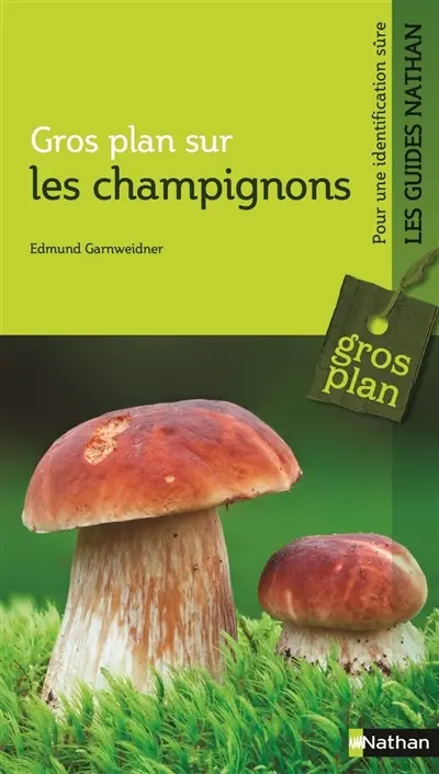 Gros plan sur les champignons