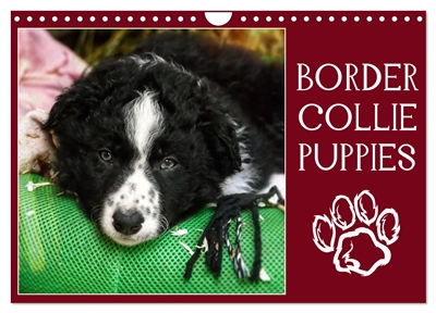 Border collie puppies (Calendrier mural 2026 DIN A4 vertical), CALVENDO calendrier mensuel : Photos adorables de chiots border collie