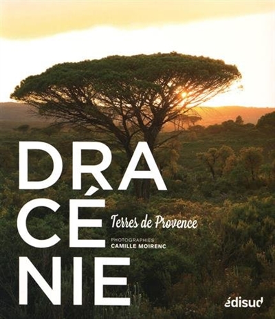Dracénie : terres de Provence