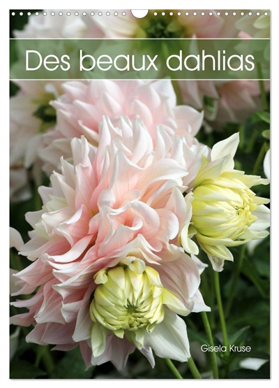 Des beaux dahlias...