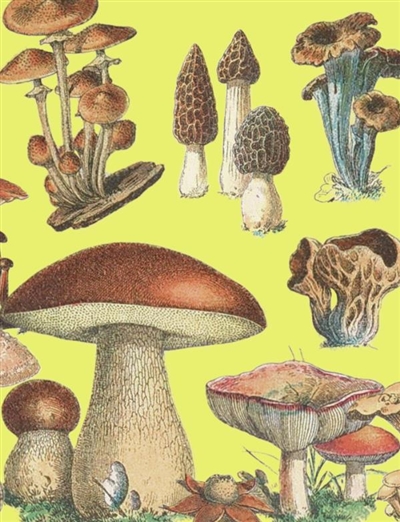 Champignons : leçons de...