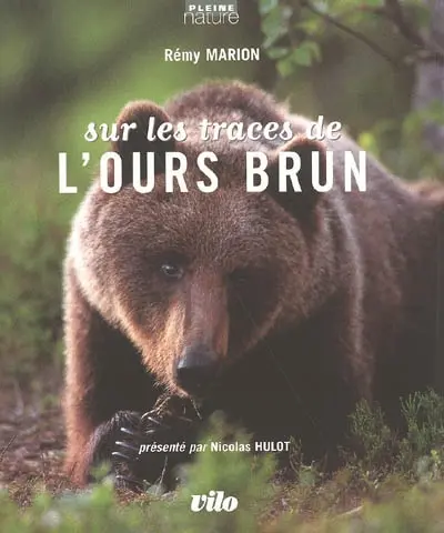 Sur les traces de l'ours brun