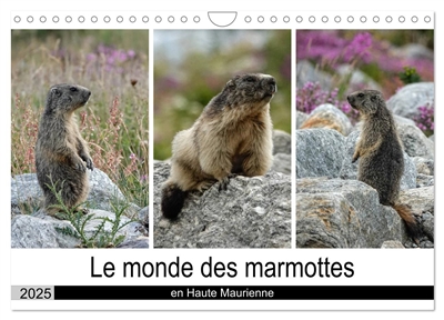 Le monde des marmottes en Haute Maurienne (Calendrier mural 2025 DIN A4 vertical), CALVENDO calendrier mensuel : La vie trépidente de marmottes qui doivent faire le maximum de réserve de graisse en vue de passer une hibernation en toute sécurité.