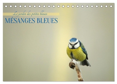 Mésanges bleues (Calendrier...