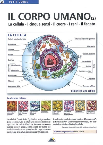 Il corpo humano. Vol. 2. La cellula, i cinque sensi, il cuore, il reni, il fegato