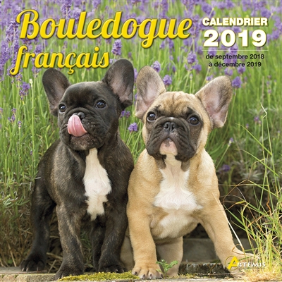 Bouledogue français :...