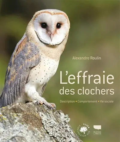 L'effraie des clochers : description, comportement, vie sociale