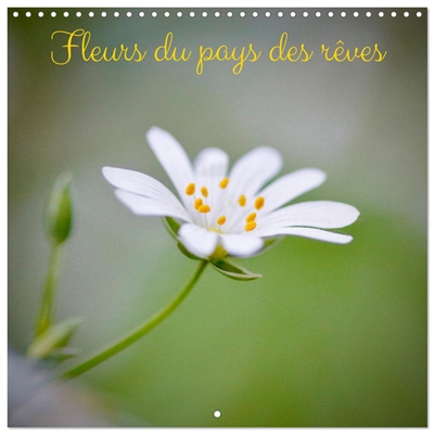 Fleurs du pays des rêves...