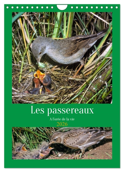 Les passereaux à l'orée de...