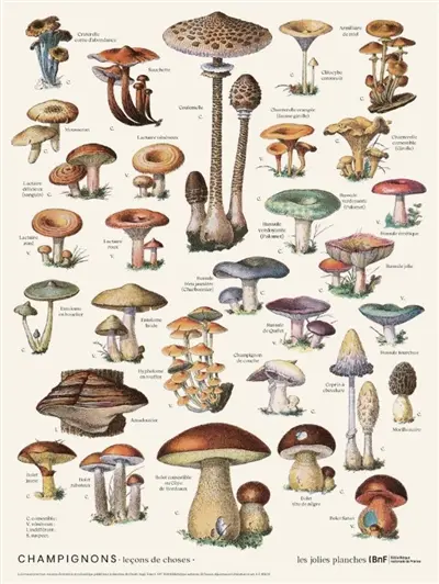Champignons : leçons de choses