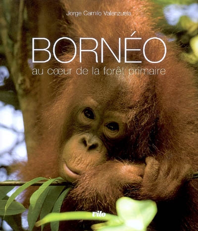 Bornéo : au coeur de la forêt primaire