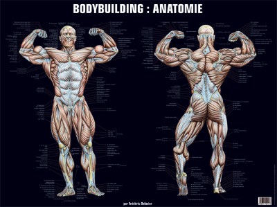 Poster bodybuilding : anatomie