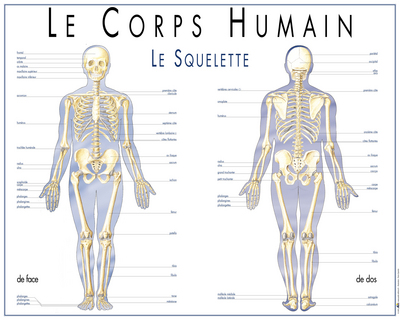 Le corps humain : le squelette
