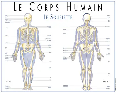 Le corps humain : le squelette
