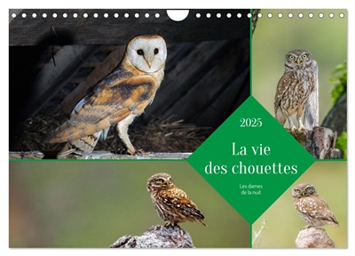 La vie des chouettes, les...