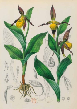 Carnet ligné Orchidée jaune, dessin 19e siècle