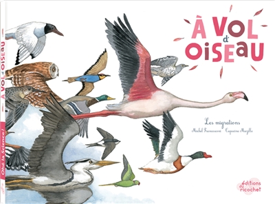 A vol d'oiseau : les migrations