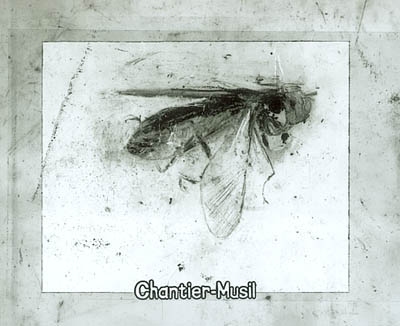 Chantier-Musil (Coulisse) : d'après une lecture de L'homme sans qualités de Robert Musil