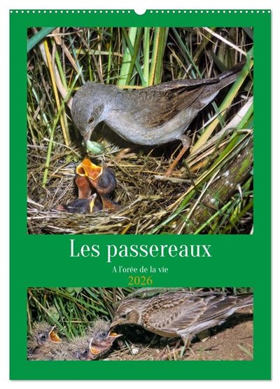 Les passereaux à l'orée de...