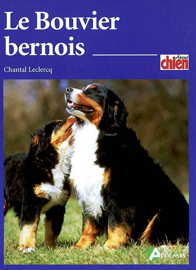 Le bouvier bernois