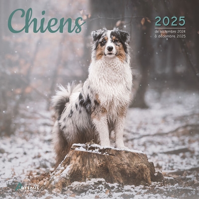 Chiens : calendrier 2025 :...