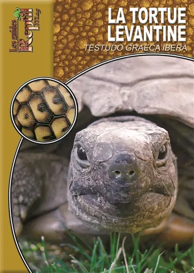 La tortue levantine : Testudo graeca ibera