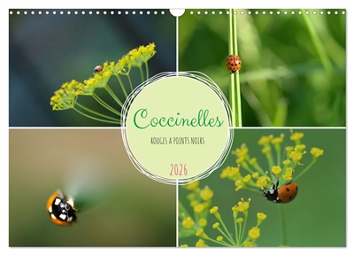 Coccinelles rouges à points...