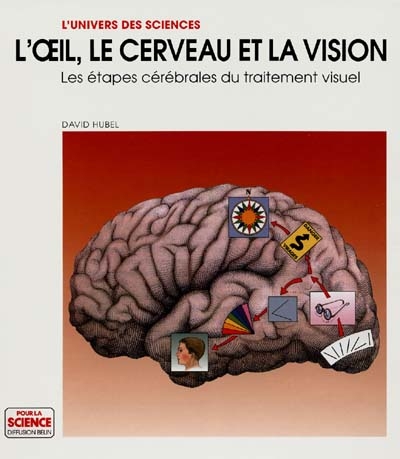 L'Oeil, le cerveau et la vision : les étapes cérébrales du traitement visuel