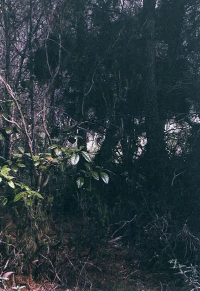 Impalas, lycaons et autres paysages