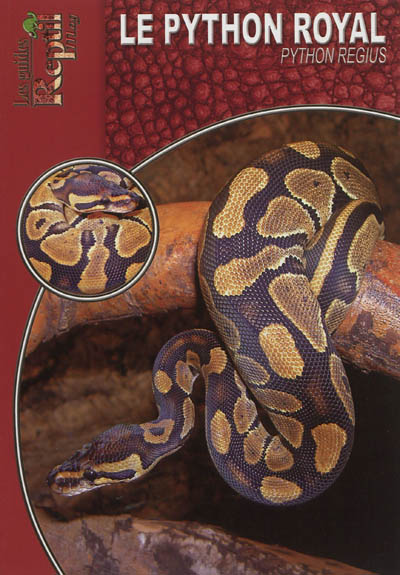 Le python royal : Python regius