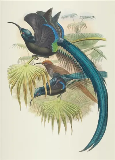Oiseaux de Nouvelle-Guinée