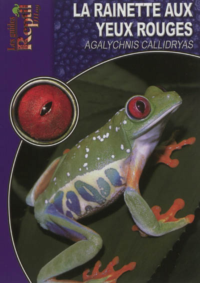 La rainette aux yeux rouges : Agalychnis callidryas